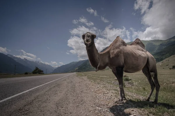 Kabarık deve arka planı beyaz yüksek dağlar. Rusya, Karachaevo-çerkez Cumhuriyeti, Dombai