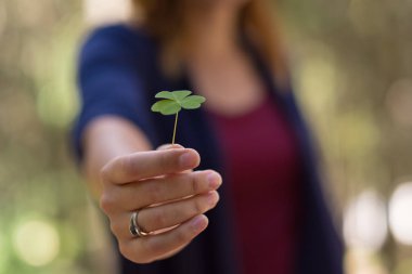 Yonca güneşli bahar günü kadın elinde. Doğa arka plan bulanıklık. RIM ışık. Küçük sıcak sesi. Yonca yaprağı üzerinde odaklanmak.