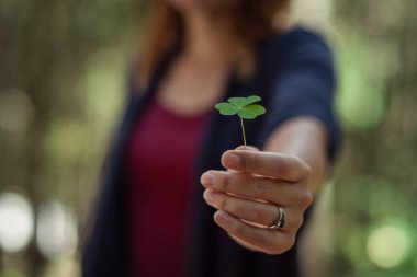 Yonca güneşli bahar günü kadın elinde. Doğa arka plan bulanıklık. RIM ışık. Küçük sıcak sesi. Yonca yaprağı üzerinde odaklanmak.