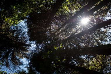 Güneşli bir günde yeşil orman arka planı