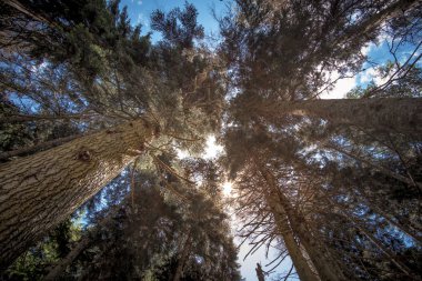 Güneşli bir günde yeşil orman arka planı