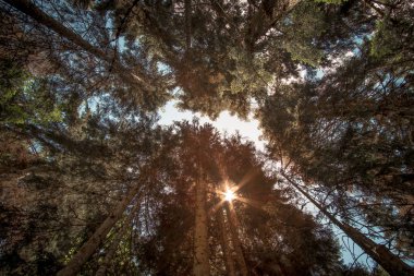 Güneşli bir günde yeşil orman arka planı