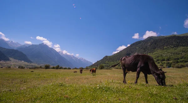 Manada de vacas en las estribaciones del Cáucaso Norte — Foto de Stock