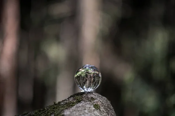 The concept of nature, green forest. Crystal ball on a wooden stump with leaves. Glass ball on a wooden stump covered with moss. — Stock Photo, Image