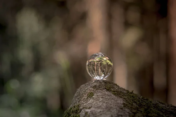 Η έννοια της φύσης, το πράσινο του δάσους. Κρυστάλλινη σφαίρα σε ένα ξύλινο κούτσουρο με φύλλα. Γυάλινη μπάλα σε ένα κούτσουρο ξύλινα καλυμμένα με βρύο. — Φωτογραφία Αρχείου