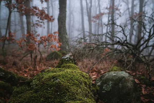 Bos in de mist — Stockfoto