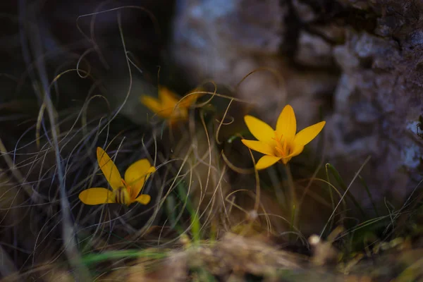 Belas prímulas selvagens na floresta . — Fotografia de Stock