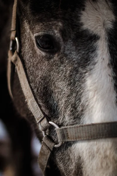 Картузская лошадь — стоковое фото