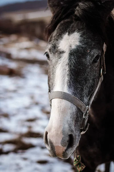 Carthusian häst — Stockfoto