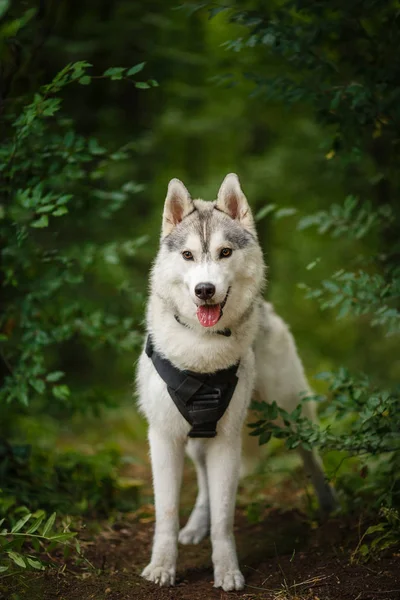 Retrato de husky siberiano — Fotografia de Stock