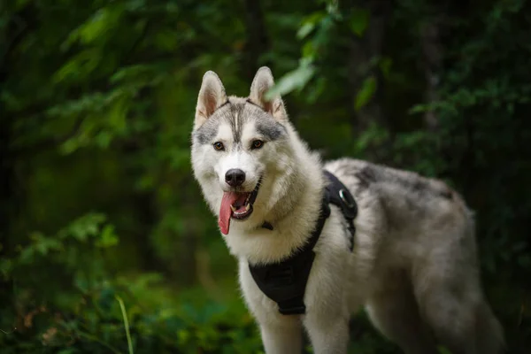 Portrait of siberian husky — Stock Photo, Image