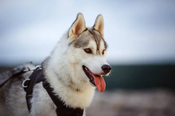 Retrato de husky siberiano — Fotografia de Stock