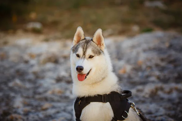 Ritratto di husky siberiano — Foto Stock