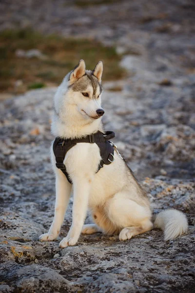 Retrato de husky siberiano — Foto de Stock