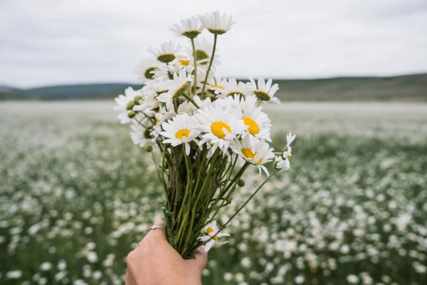 A bouquet of daisies in the hands of a girl.
