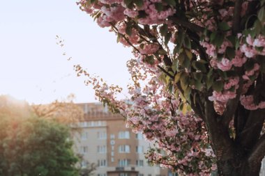 Çiçek açan kiraz ağaçları eski Krakow arka planı. Polonya, Bahar