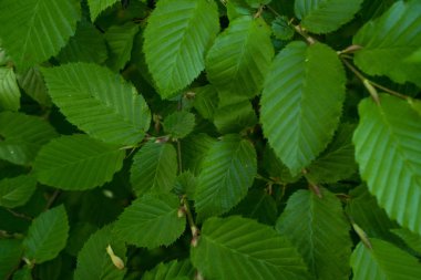 Yeşil yaprak dokusu. Yaprak dokusu arkaplanı