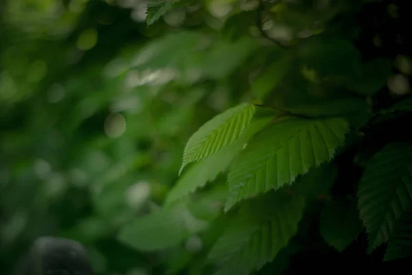 Green leaf texture. Leaf texture background