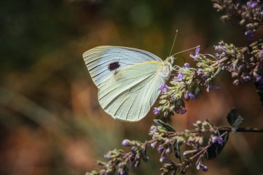 Bir çiçeği çiçek güzel kelebeği.