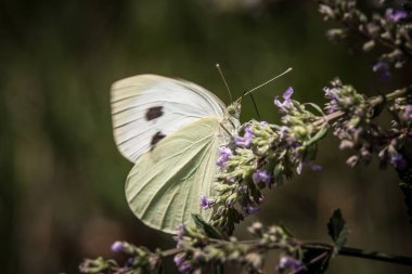 Bir çiçeği çiçek güzel kelebeği.