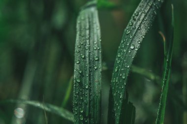 Taze yeşil çimen çiy ile yakın kadar düşer..