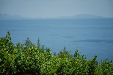 denizin eteklerinde genç bağ