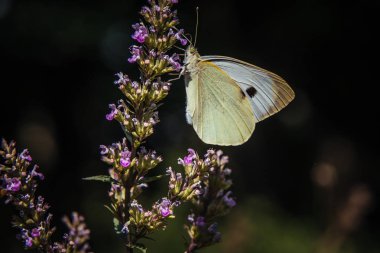 Bir çiçeği çiçek güzel kelebeği.