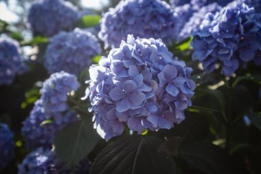 Güzel mavi ortanca tomurcukları