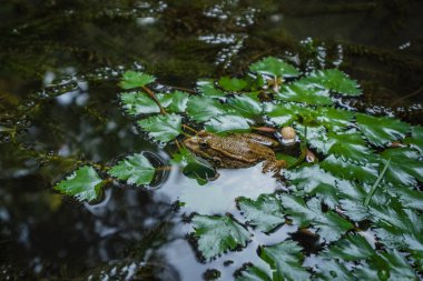 lily pad bir makroyu arka plan üzerinde kurbağa
