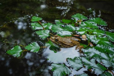 lily pad bir makroyu arka plan üzerinde kurbağa