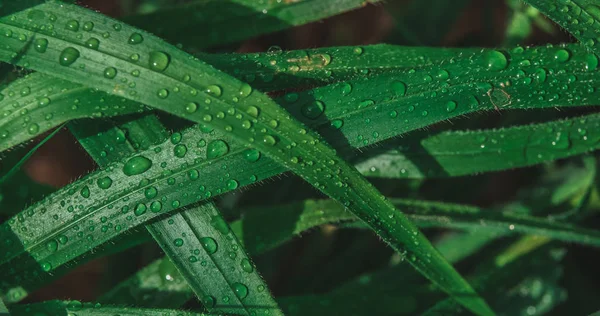 Erba fresca verde con gocce di rugiada da vicino . — Foto Stock