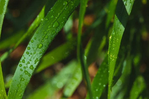 Fresh green grass with dew drops close up.