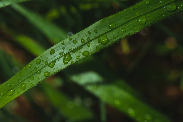 Erba fresca verde con gocce di rugiada da vicino . — Foto Stock