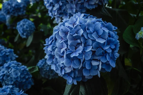 Vackra blå hortensia knoppar — Stockfoto
