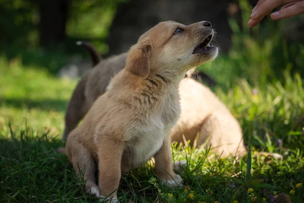 Portrait young dog playing in the meadow — Stock Photo, Image