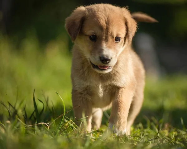 Portrait jeune chien jouant dans la prairie — Photo