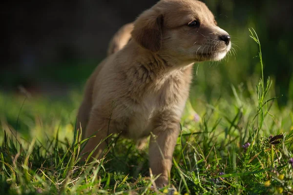 Portrait jeune chien jouant dans la prairie — Photo