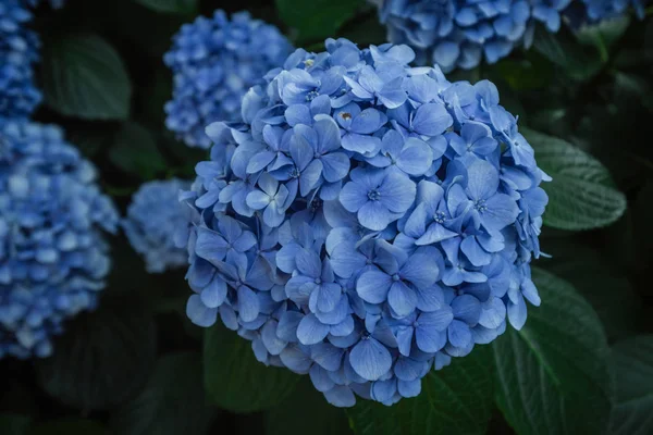 Bonitos brotes de hortensia azul — Foto de Stock