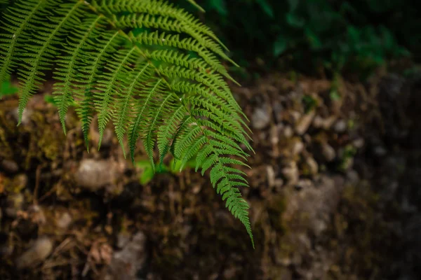 Foglia di felce su uno sfondo di giardino — Foto Stock