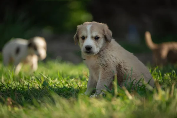 Ritratto giovane cane che gioca nel prato — Foto Stock