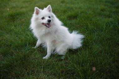 Beyaz spitz için a yürümek, yaz park