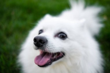 Beyaz spitz için a yürümek, yaz park