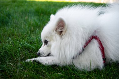 Beyaz spitz için a yürümek, yaz park