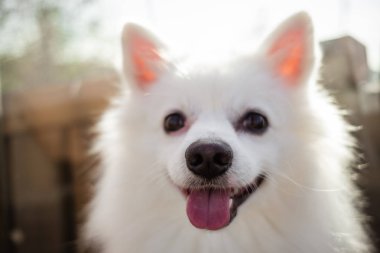 Beyaz spitz için a yürümek, yaz park