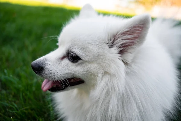 White spitz for a walk, summer park — Stock Photo, Image