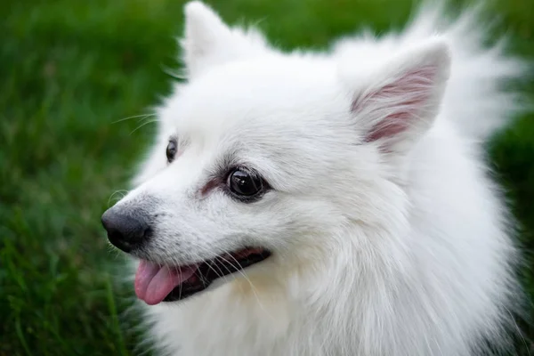 White spitz for a walk, summer park — Stock Photo, Image