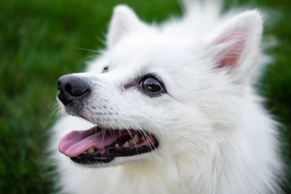 White spitz for a walk, summer park — Stock Photo, Image