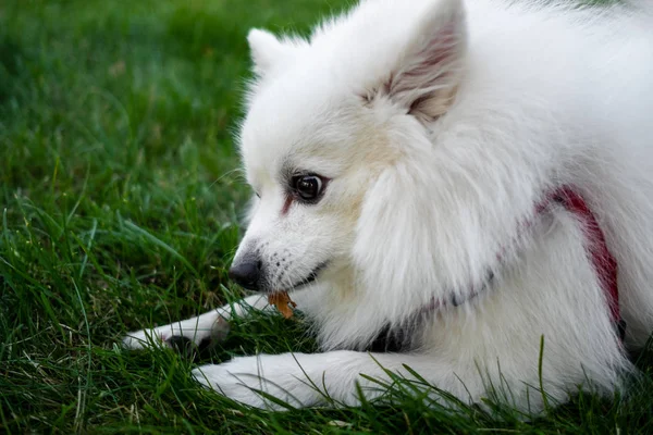 White spitz for a walk, summer park — Stock Photo, Image