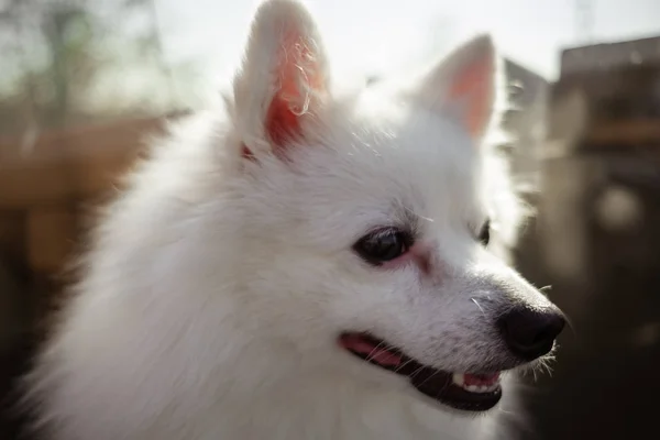 Spitz blanco para un paseo, parque de verano — Foto de Stock