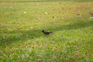 Güzel gün ışığına genel Park